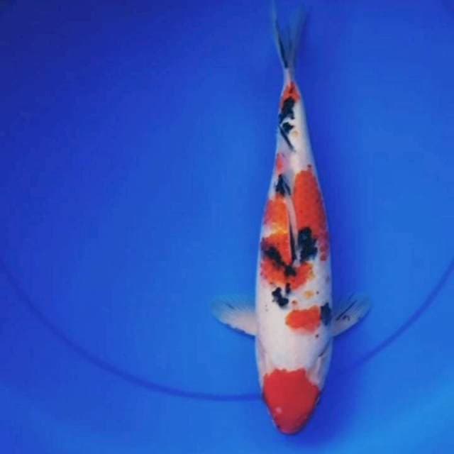 35cm SANKE