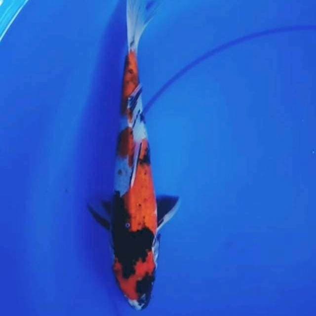 32cm SHOWA