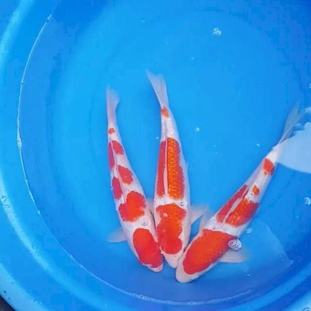 Kohaku baru cutting 35cm bu
