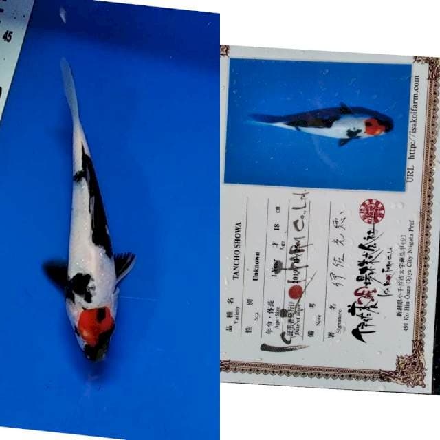 Tancho import isa