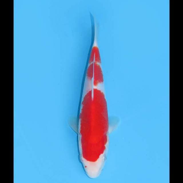 Kohaku SQ Halus - 18cm