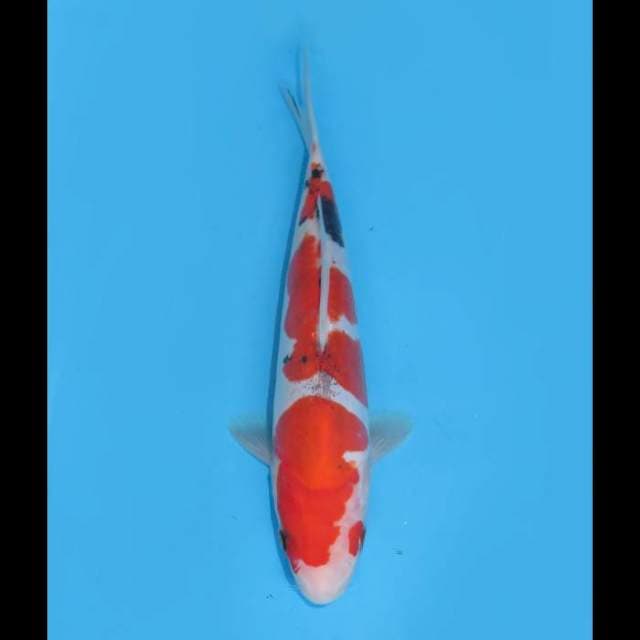 Sanke Doitsu HQ - 20cm