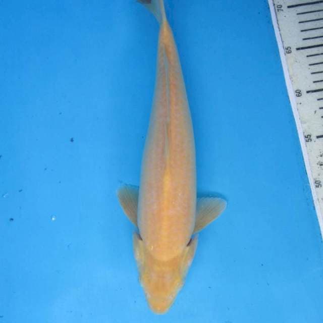 Karasi30cm