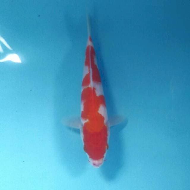 Kohaku, 20 cm
