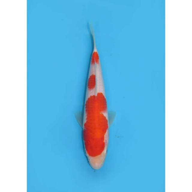 Baby kohaku SQ-20cm