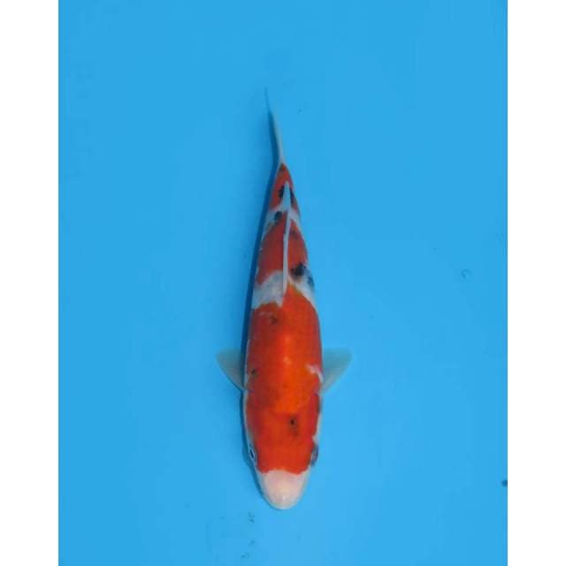 Sanke Sandan Tategoi - 18cm