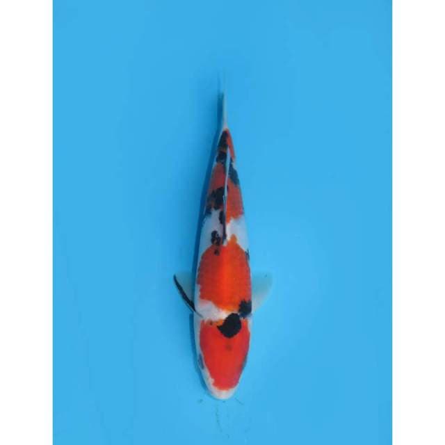 Taisho Sanke SQ - 20cm