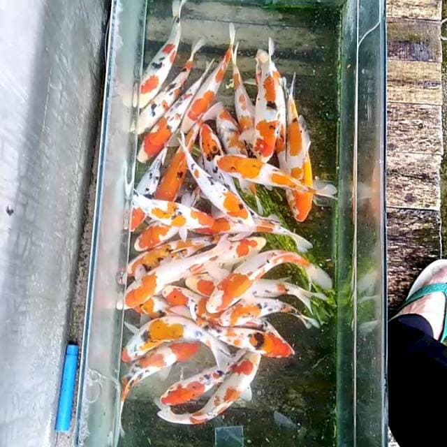 Paket 30 ekor