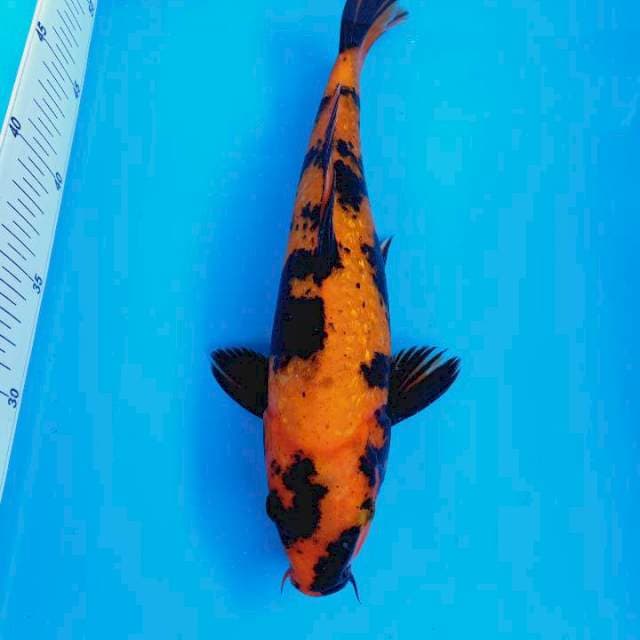 Hi UTSURI 28 cm bulky