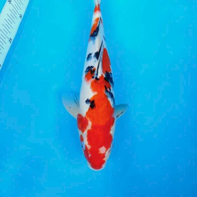 SANKE STROONG 35cm