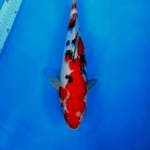 SANKE STROONG 35cm