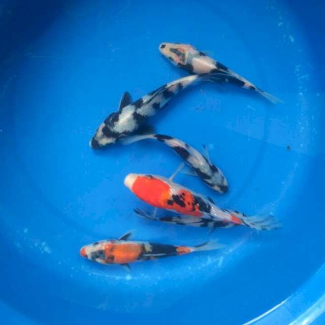 Sk shiro f1.