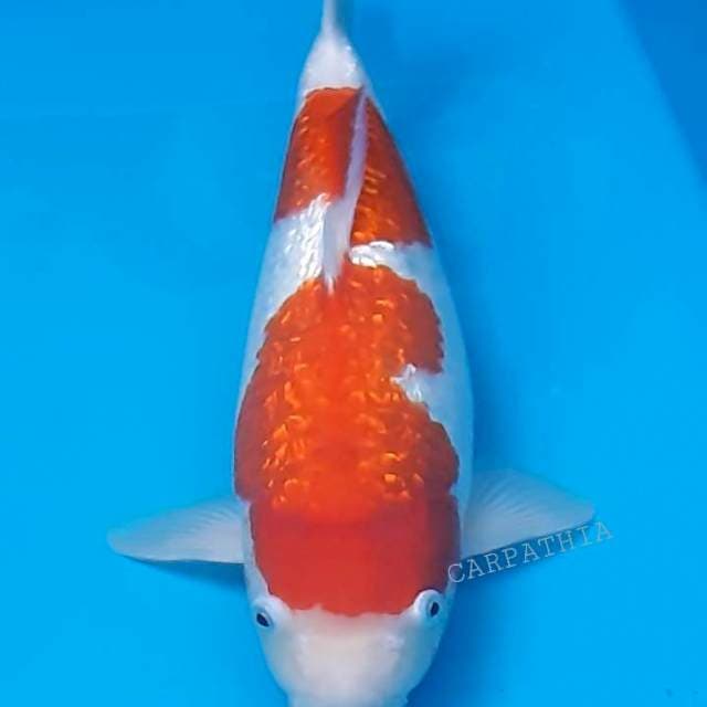 Ginrin Kohaku 43 cm
