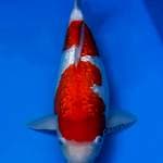 Ginrin Kohaku 43 cm