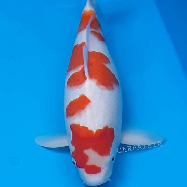 Kohaku 48 cm