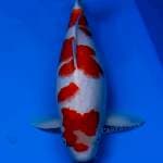 Kohaku 48 cm