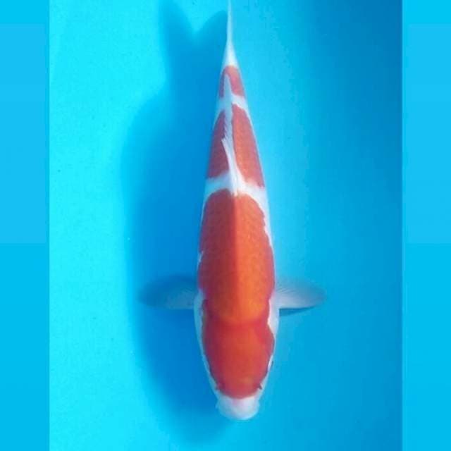 Kohaku, 35 cm