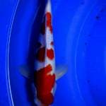 KOHAKU MALE 33cm