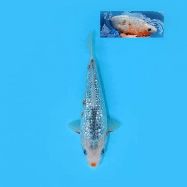 ASAGI GINRIN 25 CM FEMALE