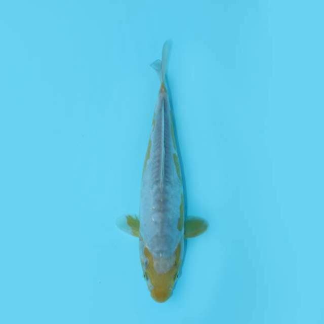 KAWARIMONO ANTIK 25CM FEMALE