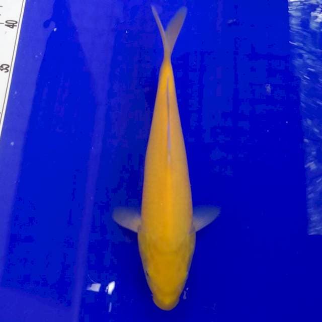 Karasi mata merah 25cm