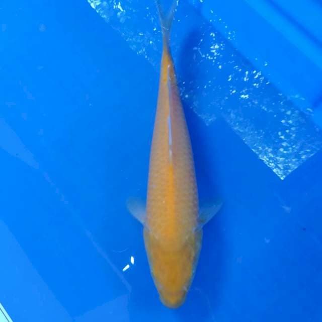 Karasi mata merah 25cm
