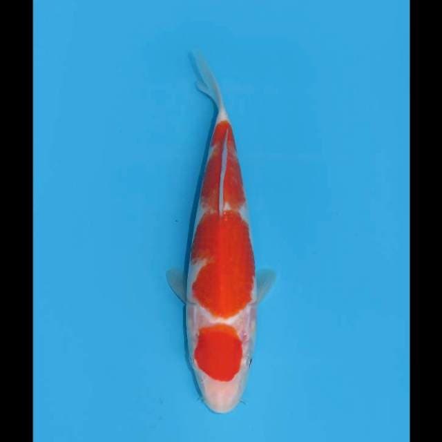 Maruten Kohaku - 22cm