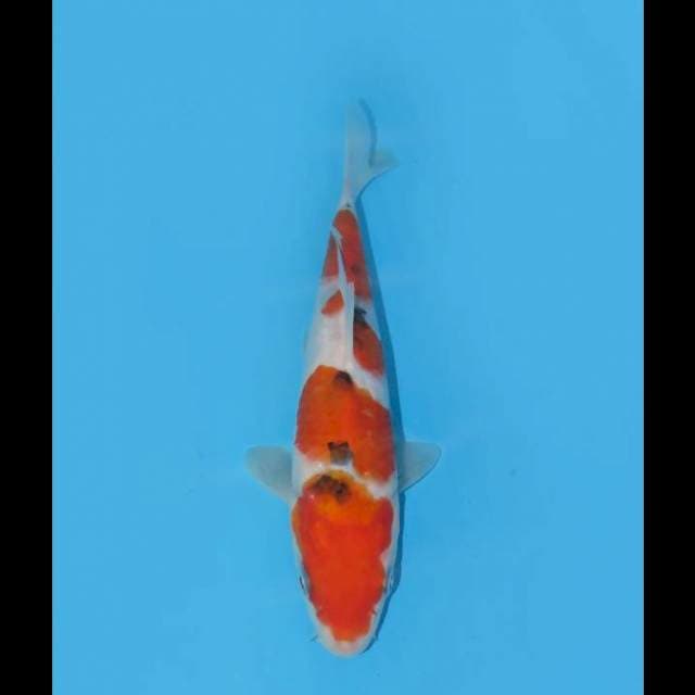Sanke - 20cm 