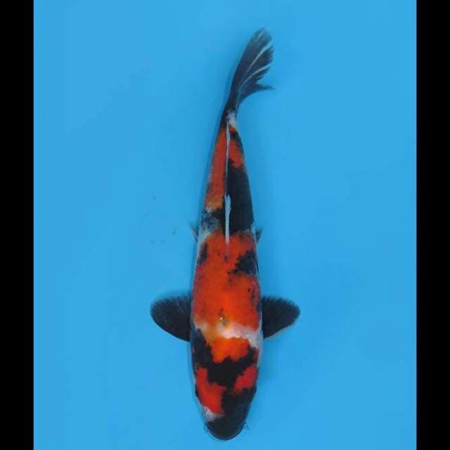 Showa - 22cm 