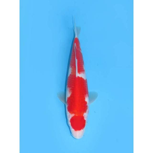 Kohaku Maruten - 21cm