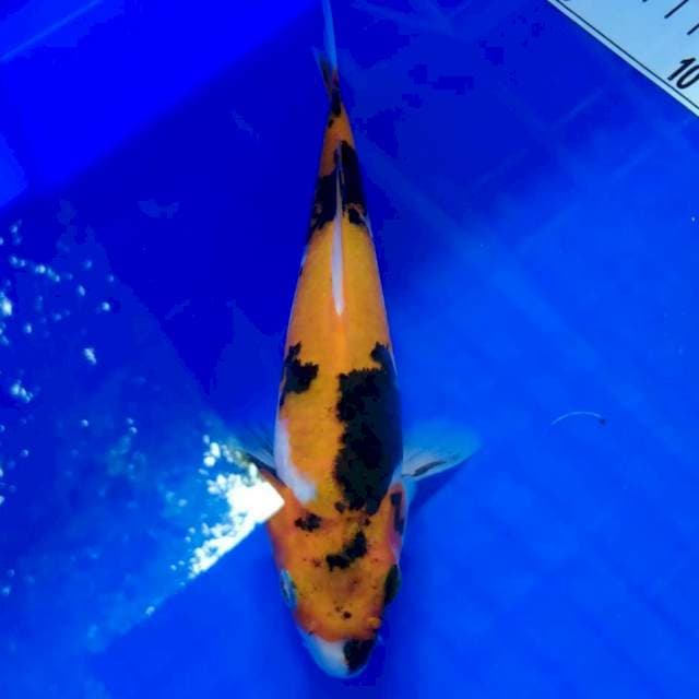 Showa 16 cm