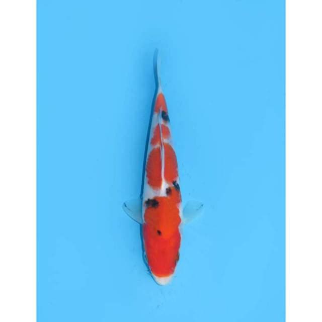Sanke - 17cm