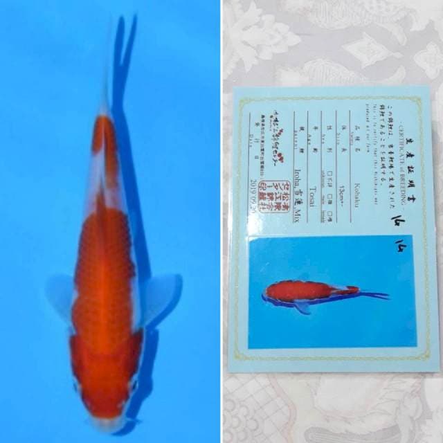 Matsue kohaku 15cm serti