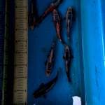 Shusui 7 ekor SQ 16-18 cm