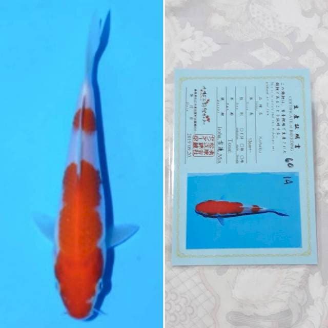 Matsue kohaku 15cm serti