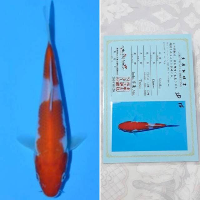 Matsue kohaku 15cm serti