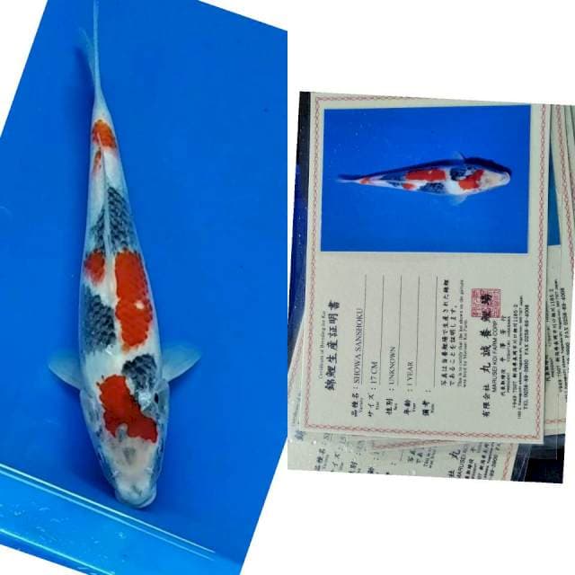 Showa Isa import