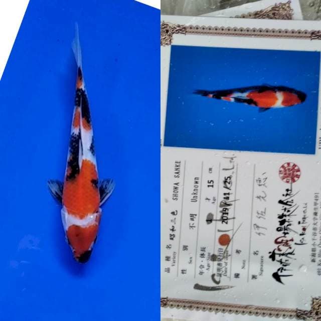 Showa Isa import