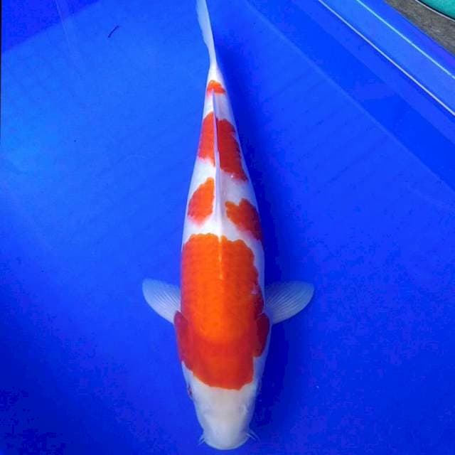 BOZU KOHAKU 37CM