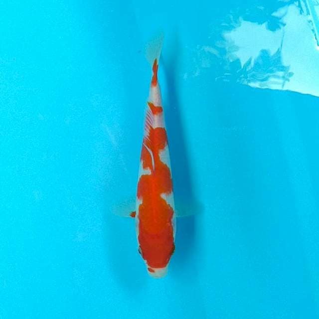 KOHAKU INAZUMA 20CM
