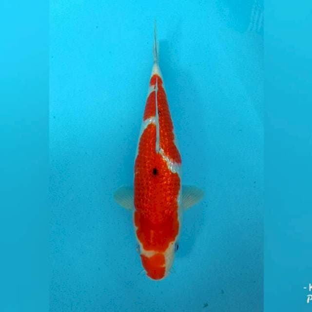 FULL GINRIN 35CM