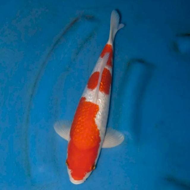 30cm Male ,Red Sandan Kohaku Full Ginrin