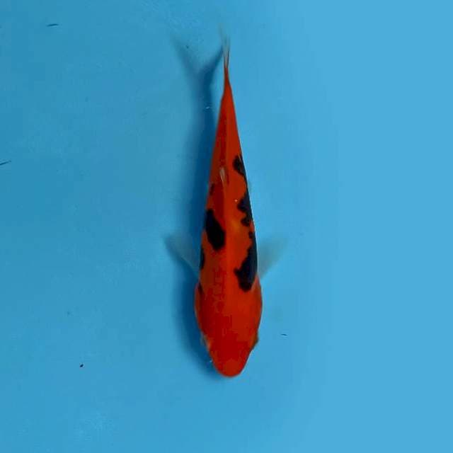 ND BENI KUMONE 12CM