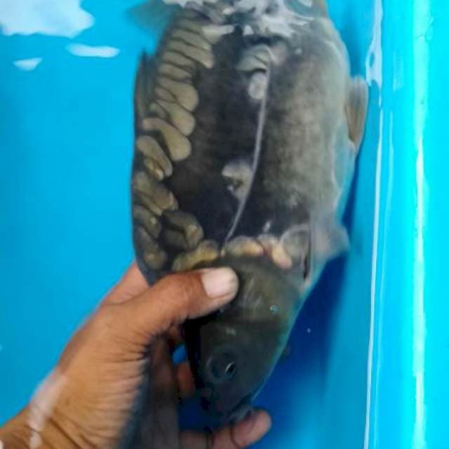 Shoot body lokal antik 30up