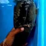 Shoot body lokal antik 30up