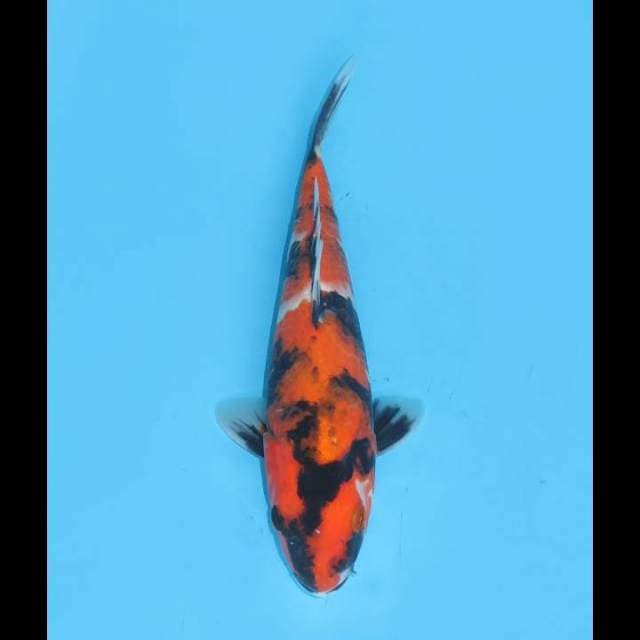 Hi Showa Petir - 23cm