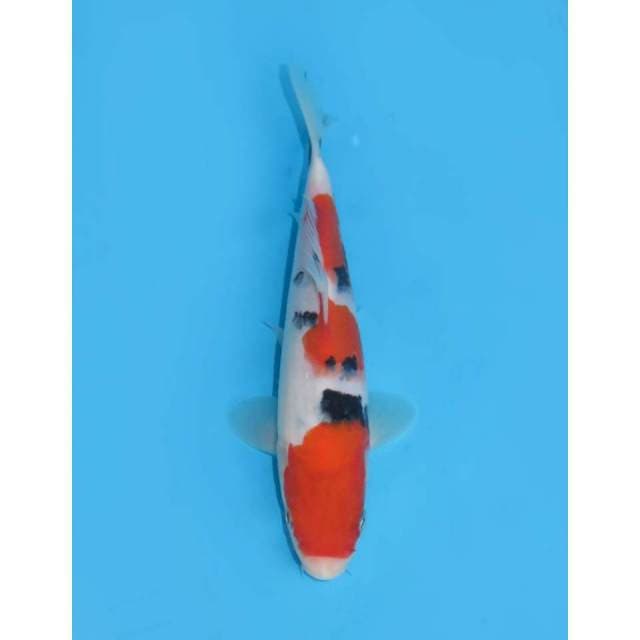 Taisho Sanke Good Skin - Male 19cm