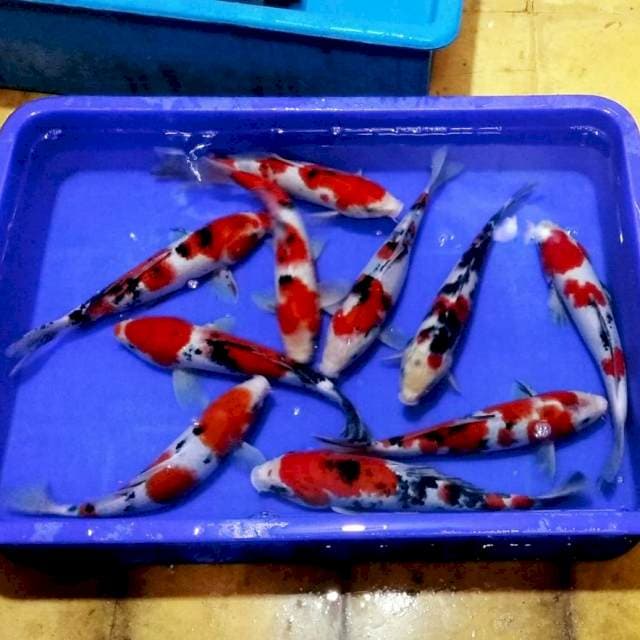 Sanke jozz merah darah 10ekor 30an cm