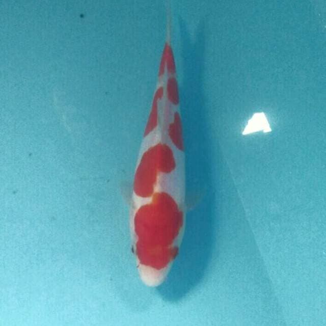Baby Kohaku Doitsu Murni, 17 cm