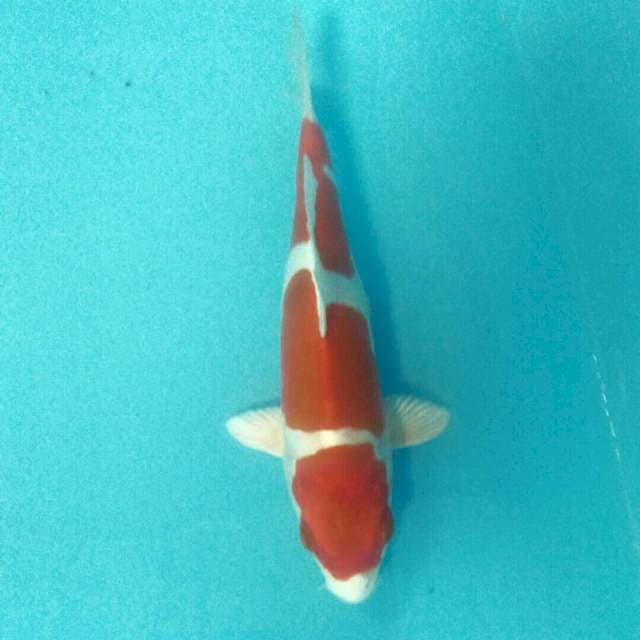 Baby Kikushui, 20 cm